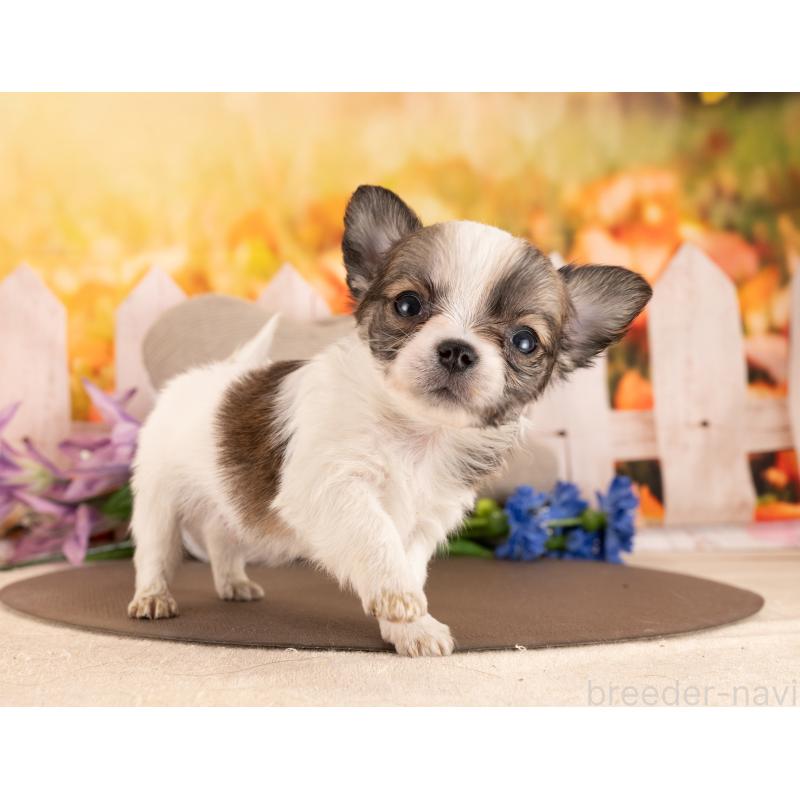 販売中の愛知県のチワワ(ロングコート)-455741の5枚目