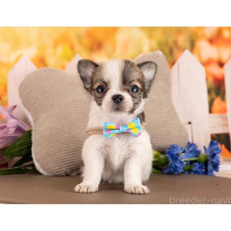 販売中の愛知県のチワワ(ロングコート)-455741の4枚目