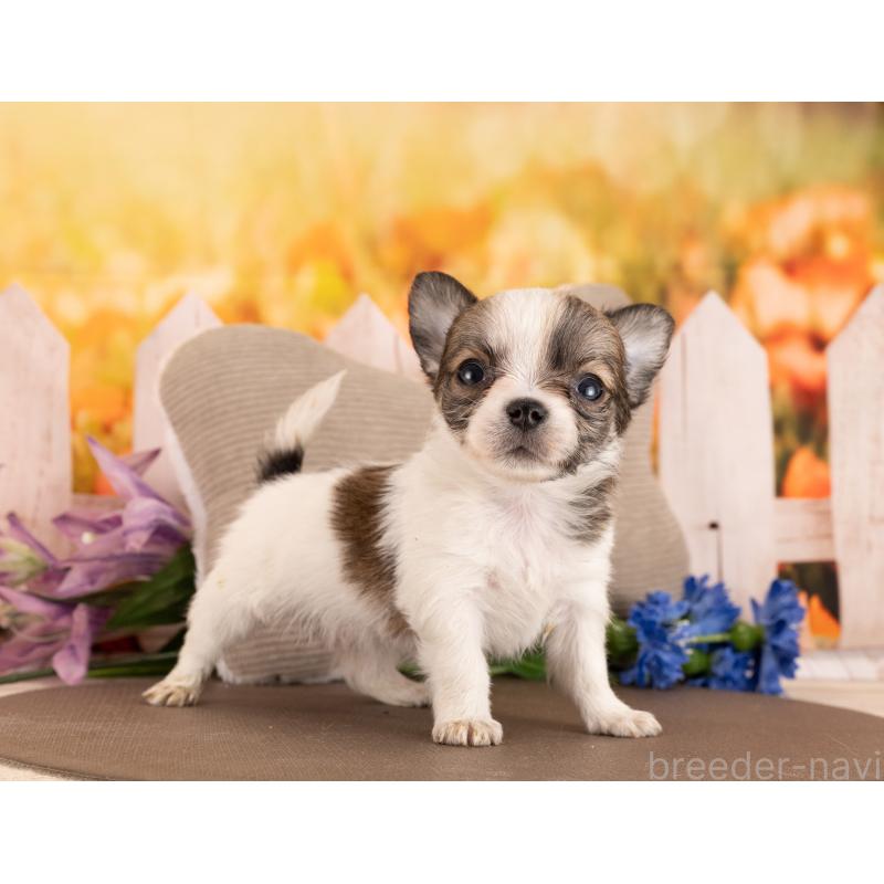 販売中の愛知県のチワワ(ロングコート)-455741の3枚目