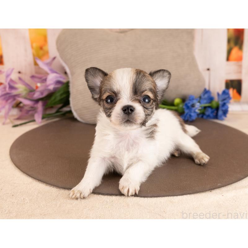 販売中の愛知県のチワワ(ロングコート)-455741の2枚目