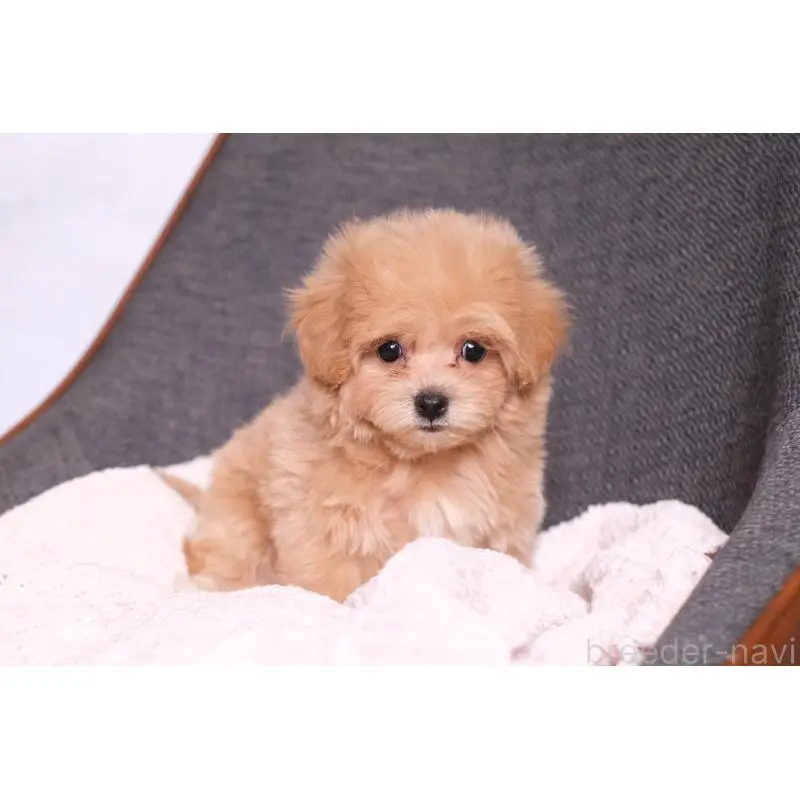 販売中の群馬県のマルプー:マルチーズ×トイプードル-455742の8枚目