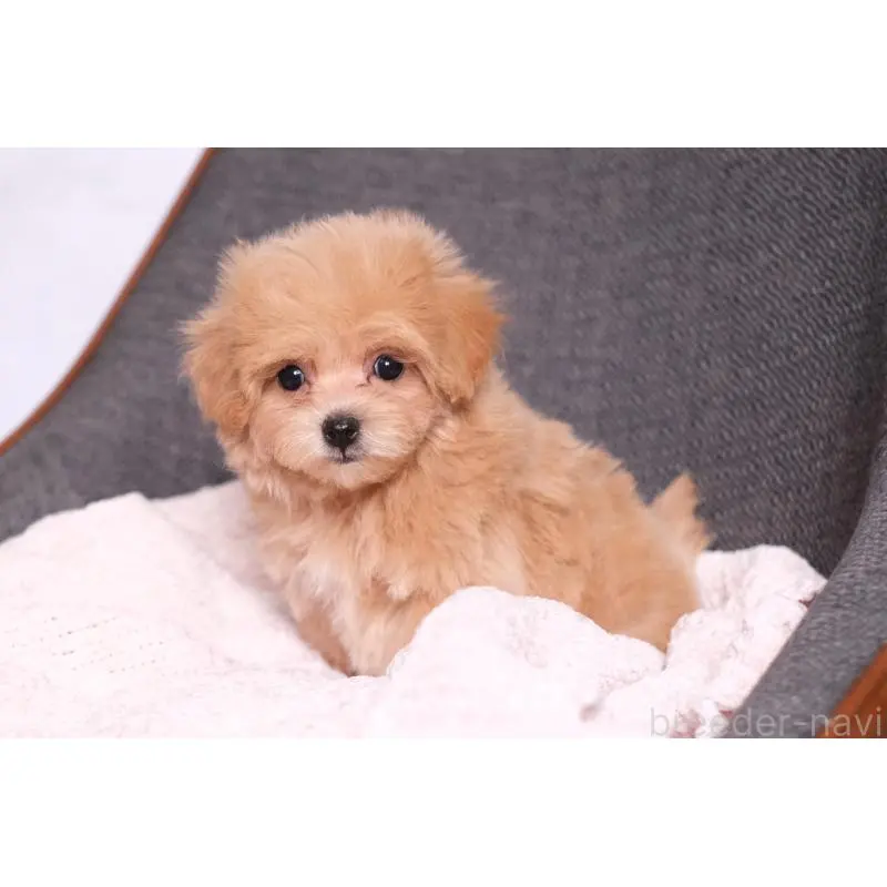 販売中の群馬県のマルプー:マルチーズ×トイプードル-455742の7枚目