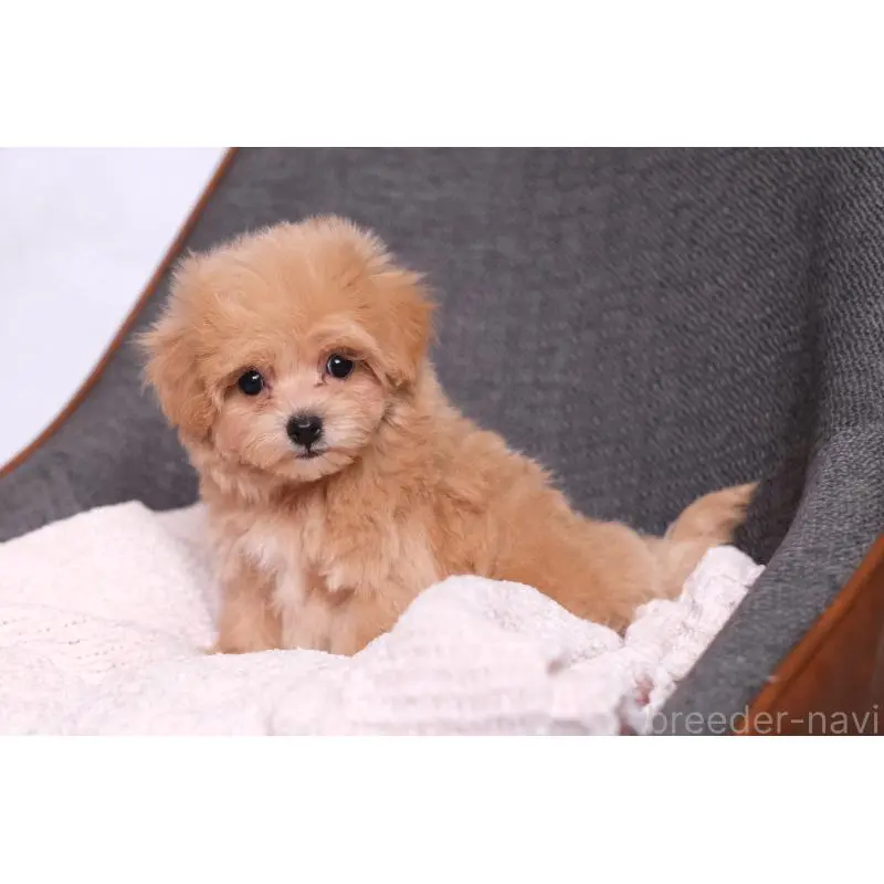 販売中の群馬県のマルプー:マルチーズ×トイプードル-455742の6枚目