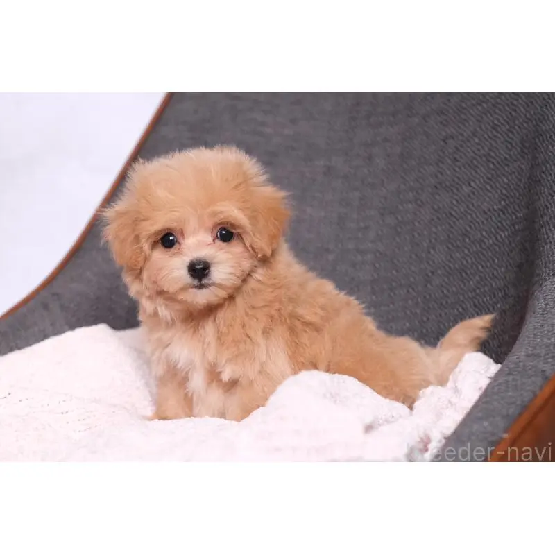 販売中の群馬県のマルプー:マルチーズ×トイプードル-455742の5枚目