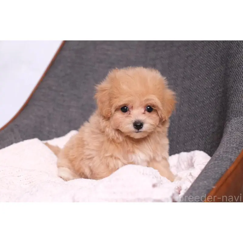 販売中の群馬県のマルプー:マルチーズ×トイプードル-455742の4枚目