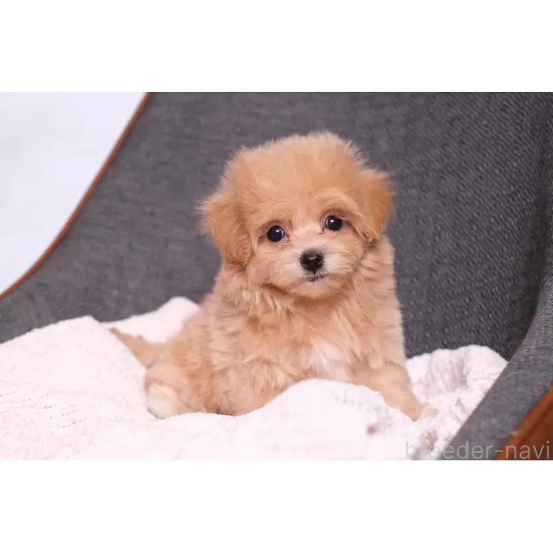 販売中の群馬県のマルプー:マルチーズ×トイプードル-455742の3枚目