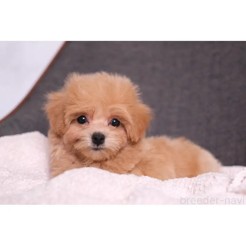 販売中の群馬県のマルプー:マルチーズ×トイプードル-455742の2枚目