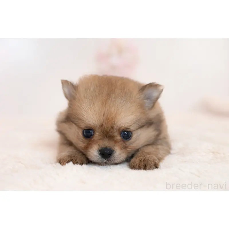 販売中の山口県のミックス犬-455745の3枚目