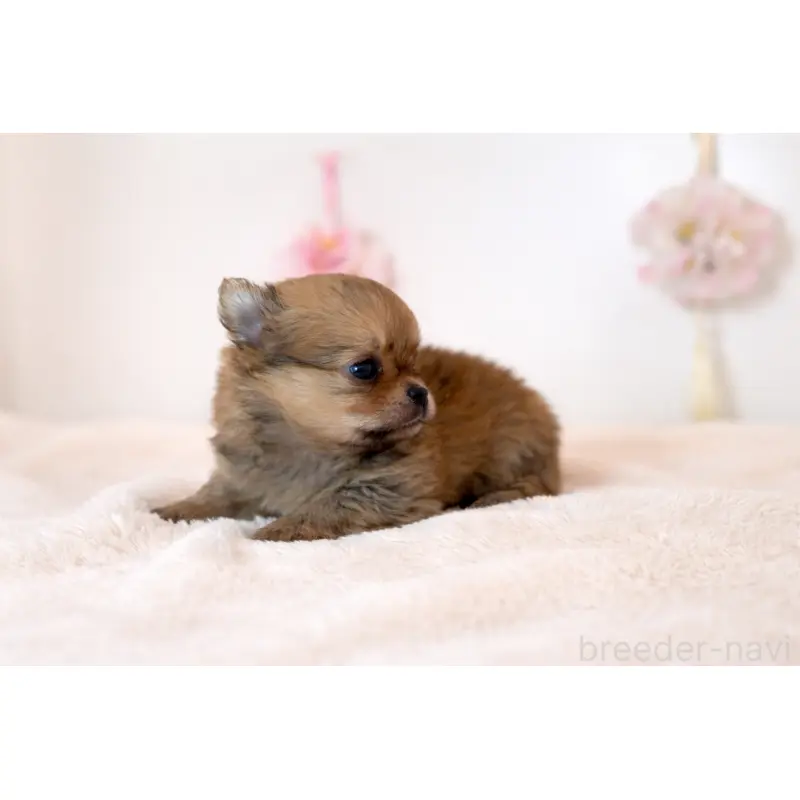 販売中の山口県のミックス犬-455745の2枚目