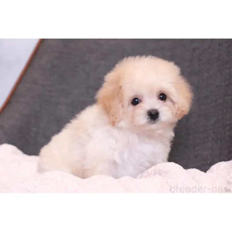 販売中の群馬県のマルプー:マルチーズ×トイプードル-455747の8枚目