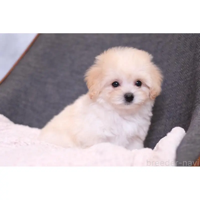 販売中の群馬県のマルプー:マルチーズ×トイプードル-455747の7枚目