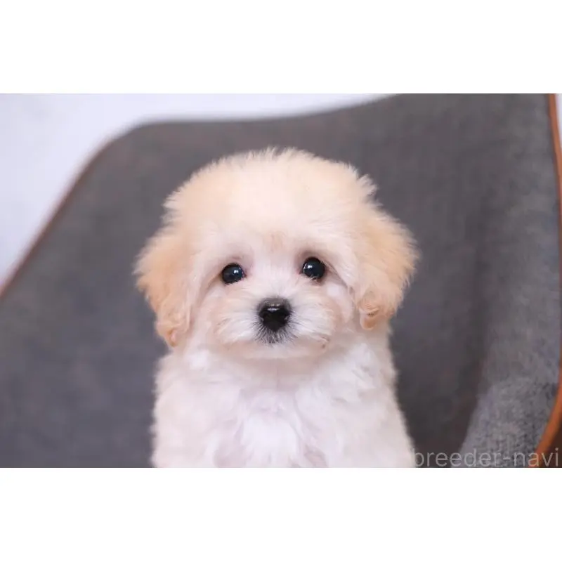 販売中の群馬県のマルプー:マルチーズ×トイプードル-455747の6枚目