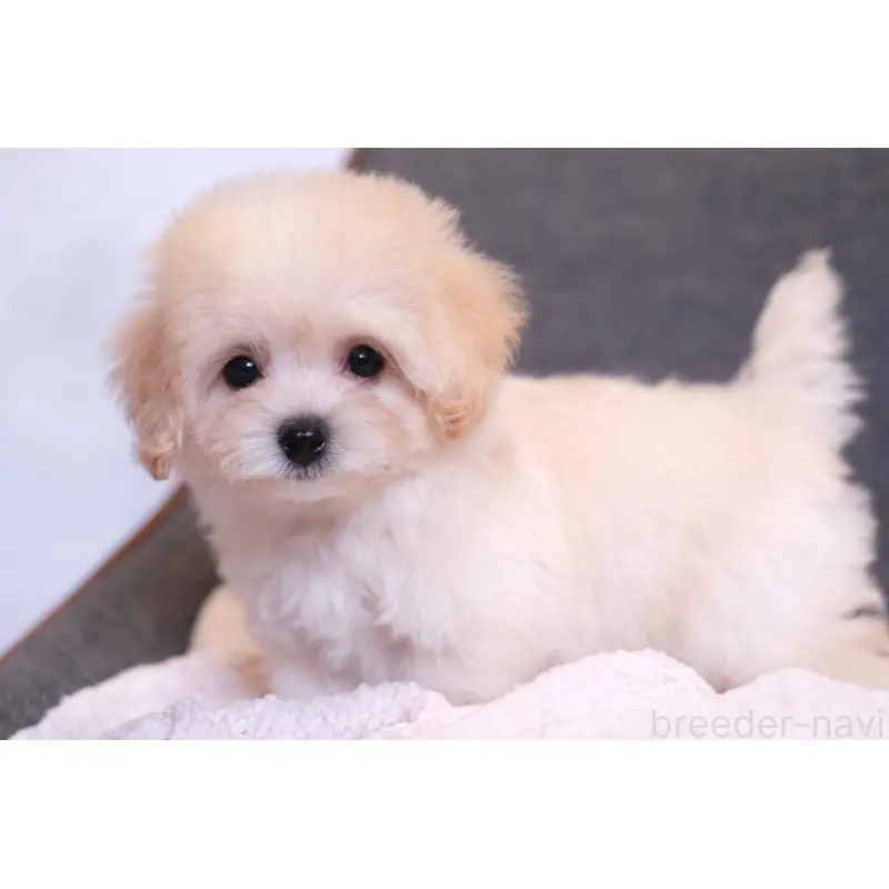 販売中の群馬県のマルプー:マルチーズ×トイプードル-455747の5枚目