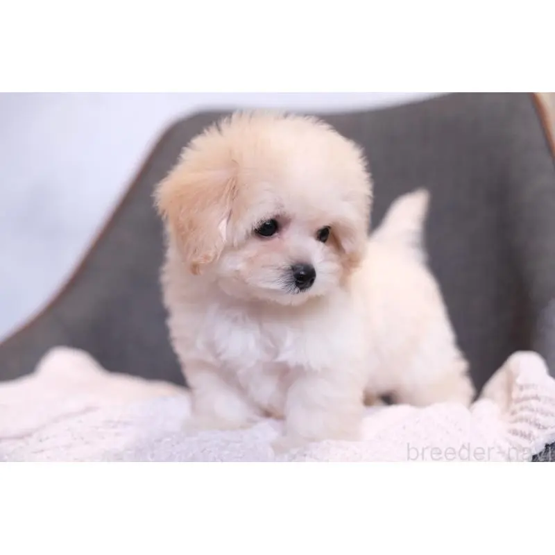 販売中の群馬県のマルプー:マルチーズ×トイプードル-455747の4枚目