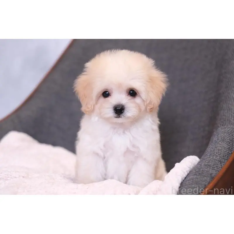 販売中の群馬県のマルプー:マルチーズ×トイプードル-455747の3枚目