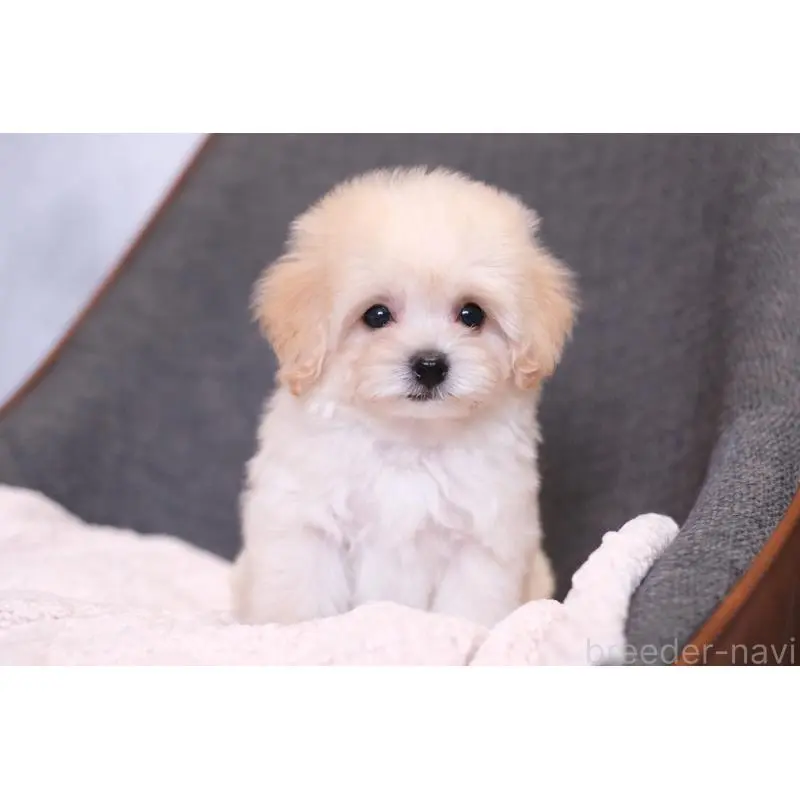 販売中の群馬県のマルプー:マルチーズ×トイプードル-455747の2枚目