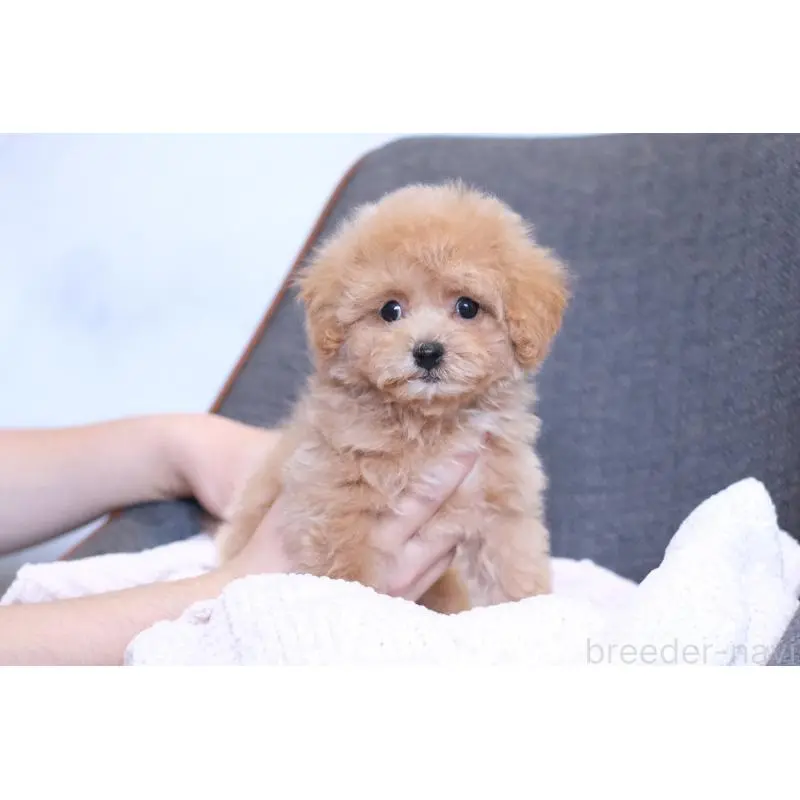 販売中の群馬県のマルプー:マルチーズ×トイプードル-455748の7枚目