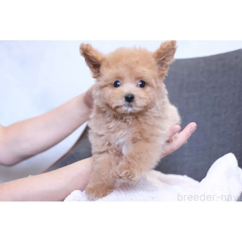 販売中の群馬県のマルプー:マルチーズ×トイプードル-455748の6枚目