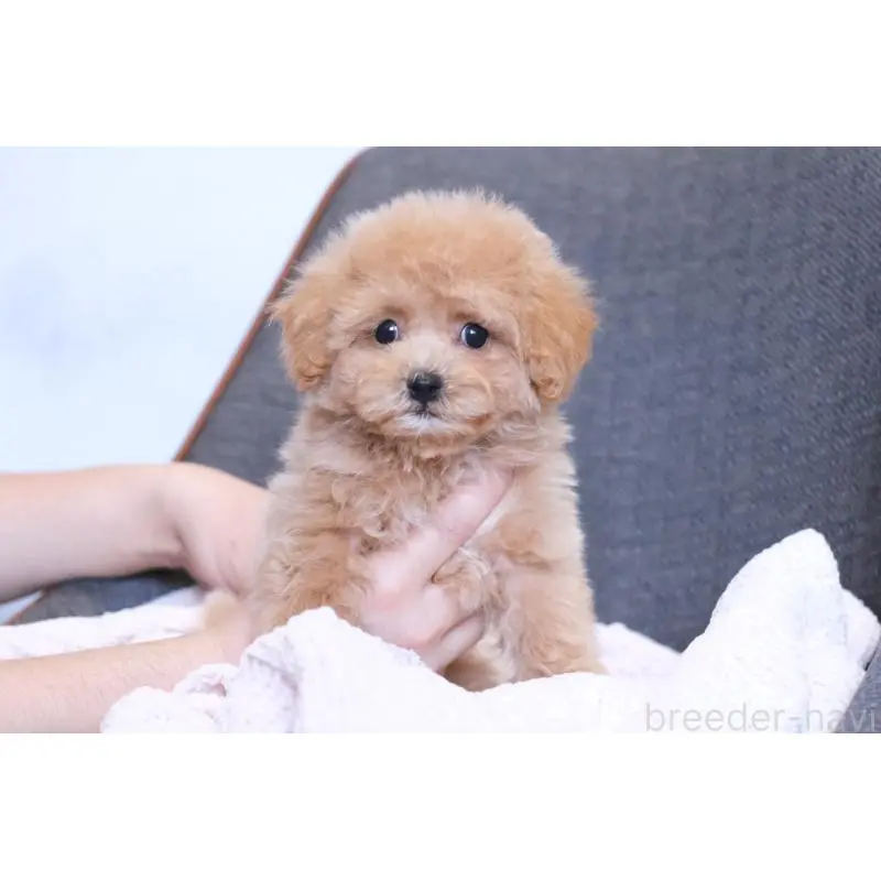 販売中の群馬県のマルプー:マルチーズ×トイプードル-455748の5枚目