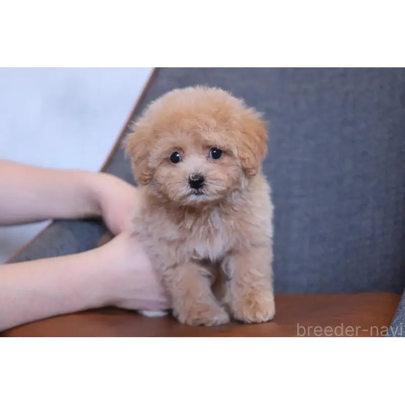 販売中の群馬県のマルプー:マルチーズ×トイプードル-455748の4枚目