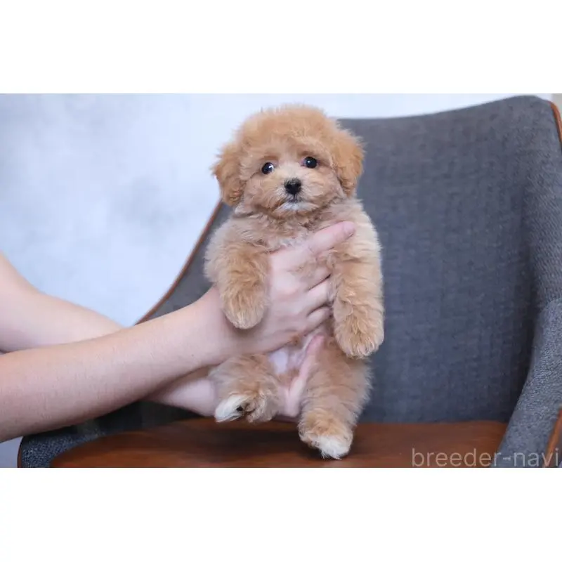 販売中の群馬県のマルプー:マルチーズ×トイプードル-455748の3枚目