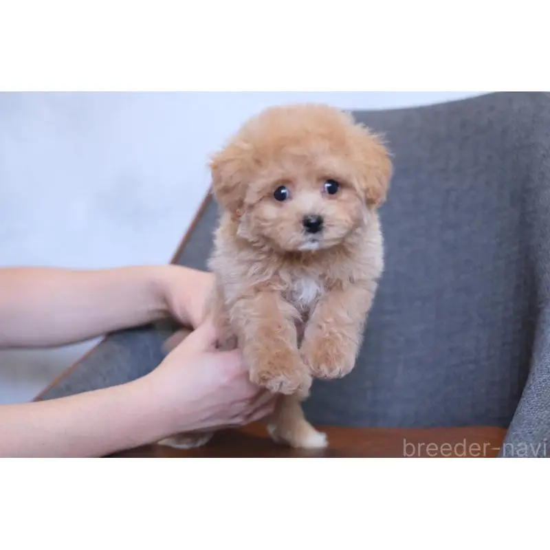 販売中の群馬県のマルプー:マルチーズ×トイプードル-455748の2枚目