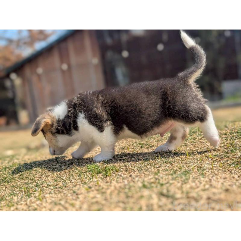 販売中の静岡県のウェルシュコーギーペンブローク-455749の8枚目