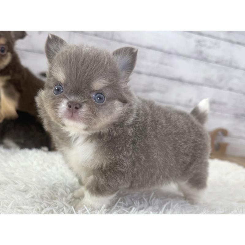 販売中の神奈川県のチワワ(ロングコート)-455750の6枚目