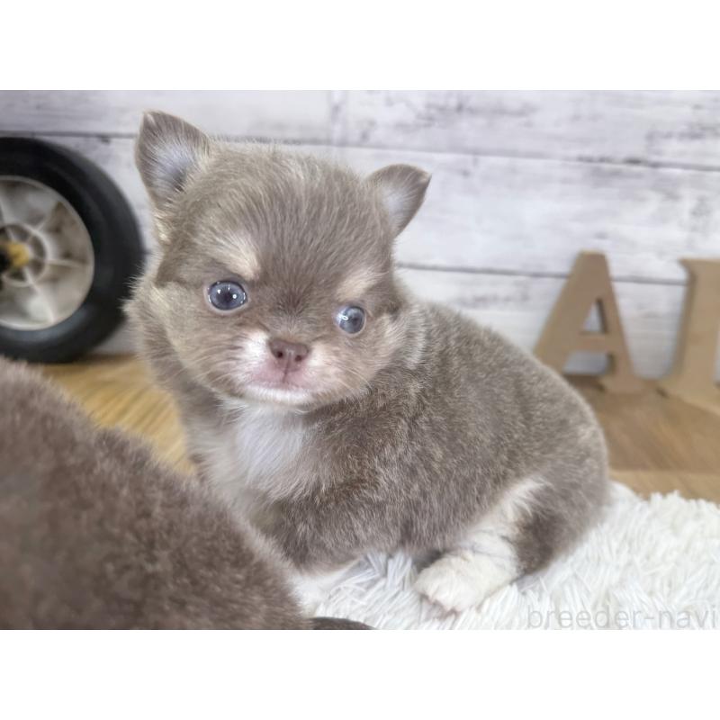 販売中の神奈川県のチワワ(ロングコート)-455750の5枚目