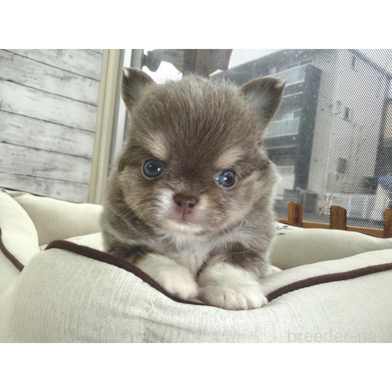 販売中の神奈川県のチワワ(ロングコート)-455750の4枚目