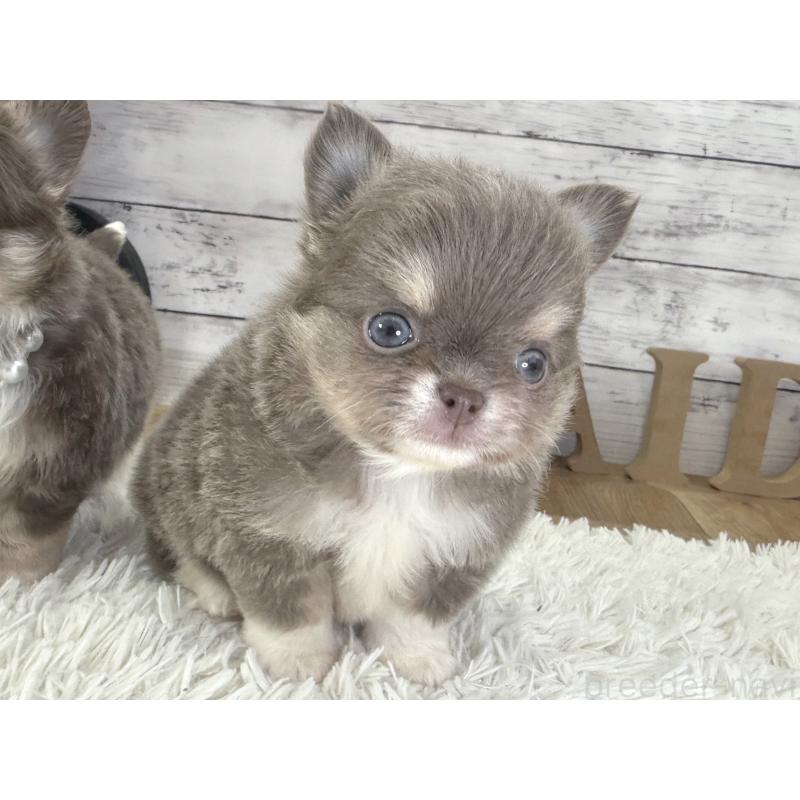 販売中の神奈川県のチワワ(ロングコート)-455750の3枚目