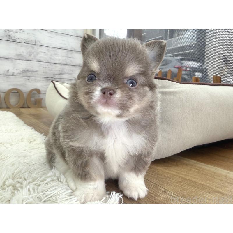 販売中の神奈川県のチワワ(ロングコート)-455750の2枚目