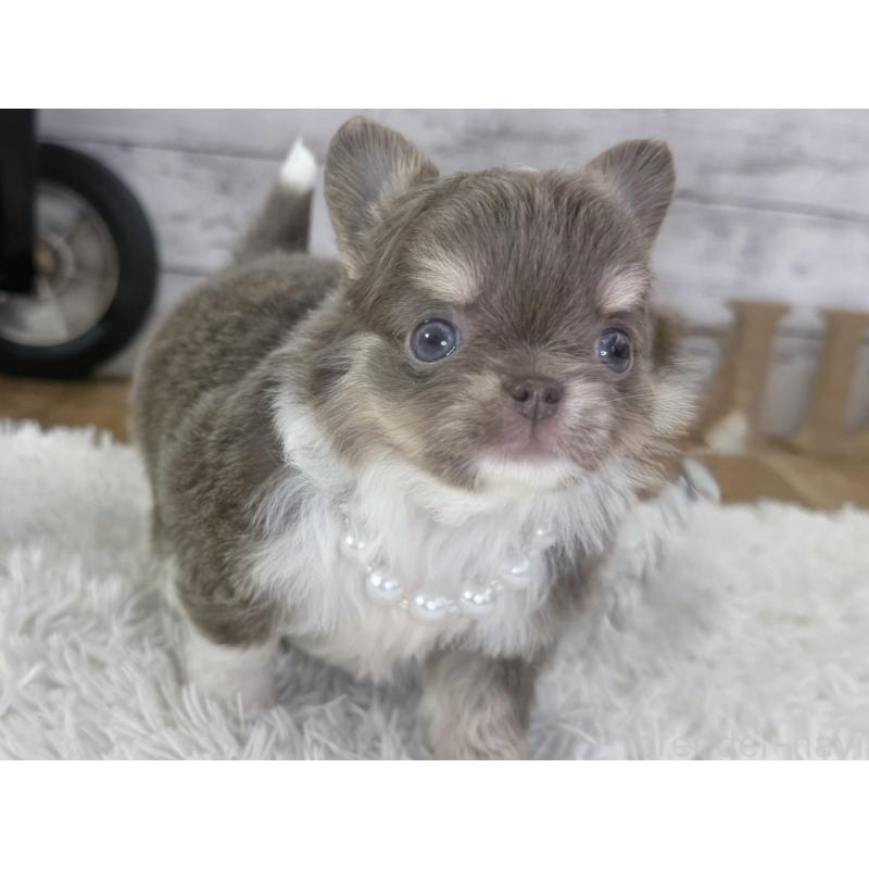 販売中の神奈川県のチワワ(ロングコート)-455751の6枚目