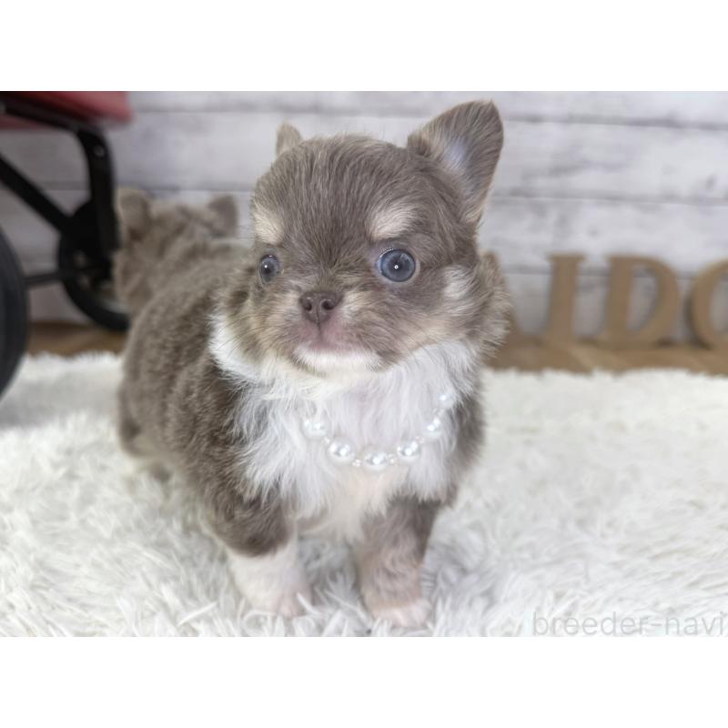 販売中の神奈川県のチワワ(ロングコート)-455751の5枚目