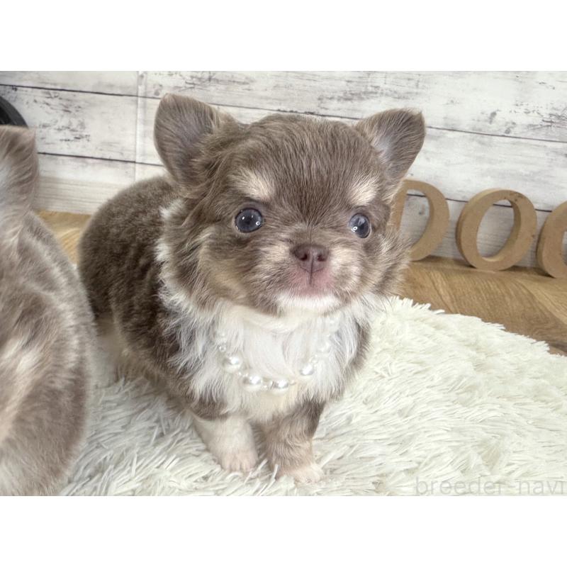 販売中の神奈川県のチワワ(ロングコート)-455751の4枚目