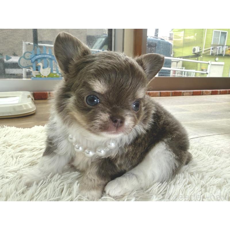 販売中の神奈川県のチワワ(ロングコート)-455751の3枚目