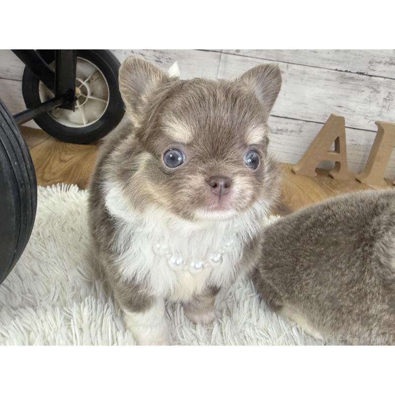 販売中の神奈川県のチワワ(ロングコート)-455751の2枚目