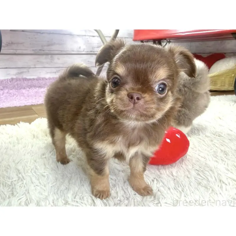 販売中の神奈川県のチワワ(ロングコート)-455752の6枚目