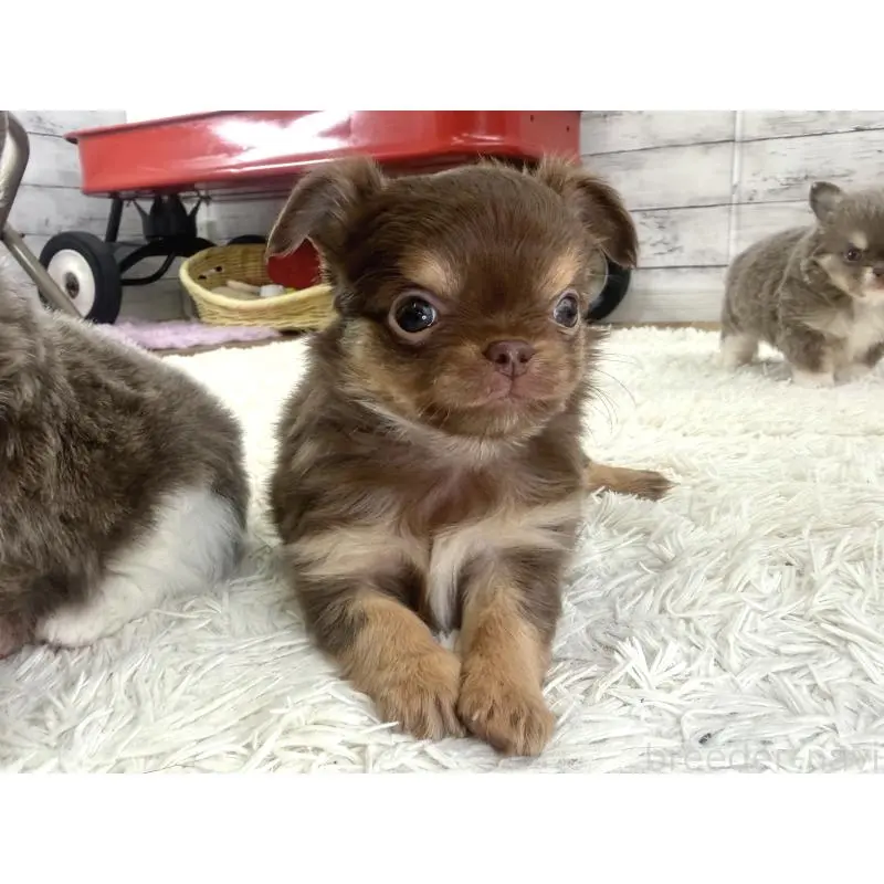 販売中の神奈川県のチワワ(ロングコート)-455752の5枚目