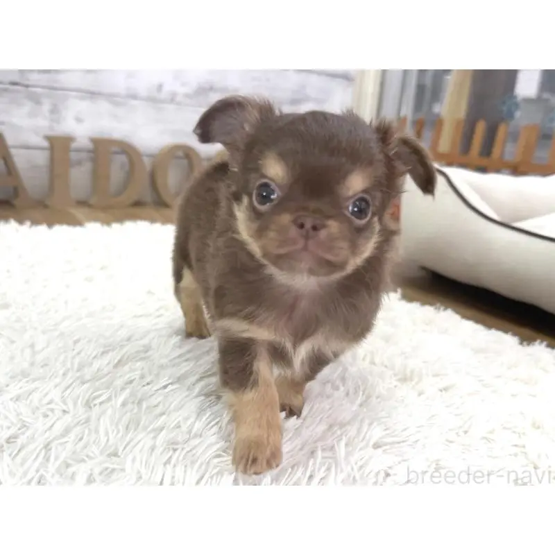 販売中の神奈川県のチワワ(ロングコート)-455752の4枚目