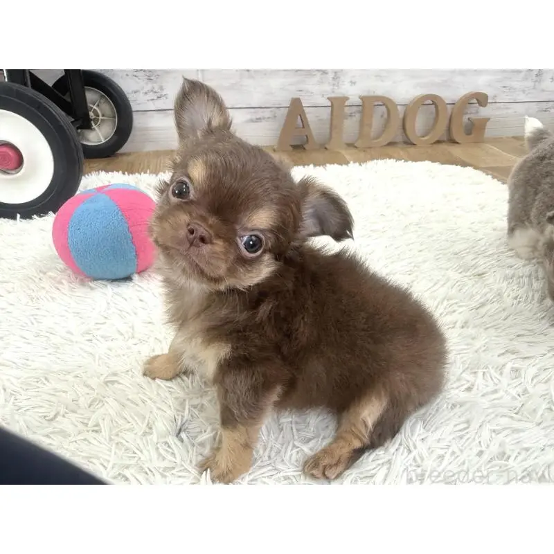 販売中の神奈川県のチワワ(ロングコート)-455752の3枚目