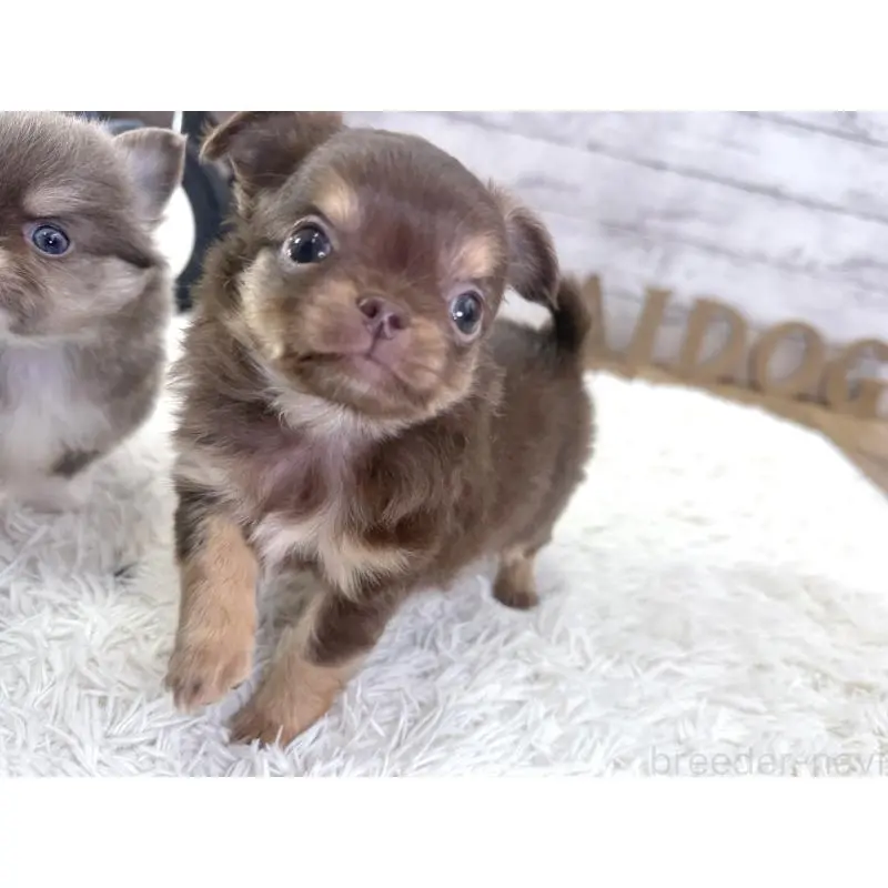 販売中の神奈川県のチワワ(ロングコート)-455752の2枚目