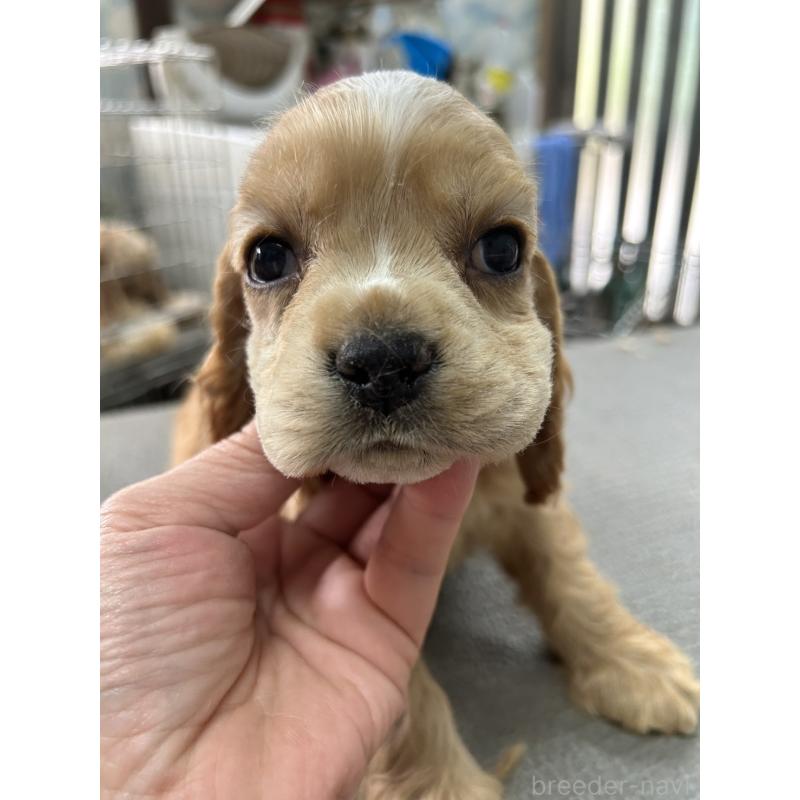 販売中の鹿児島県のアメリカンコッカースパニエル-455724の3枚目