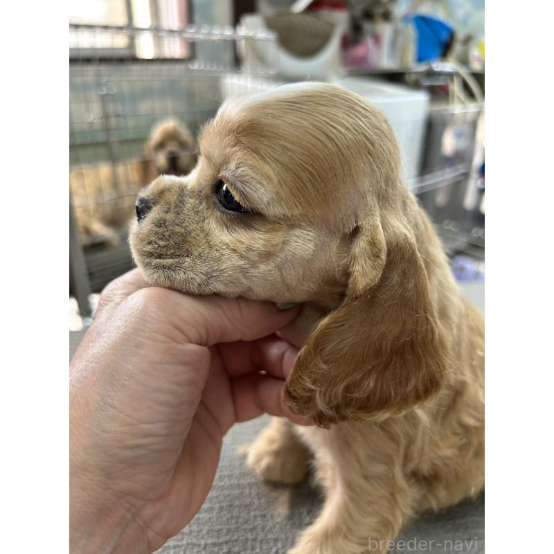 販売中の鹿児島県のアメリカンコッカースパニエル-455724の4枚目