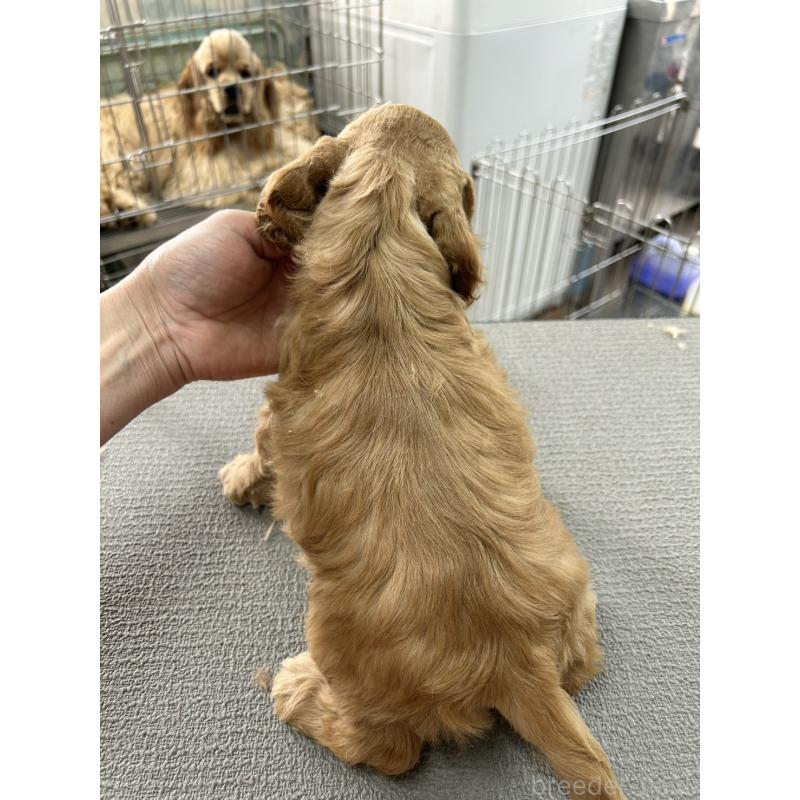 販売中の鹿児島県のアメリカンコッカースパニエル-455724の2枚目