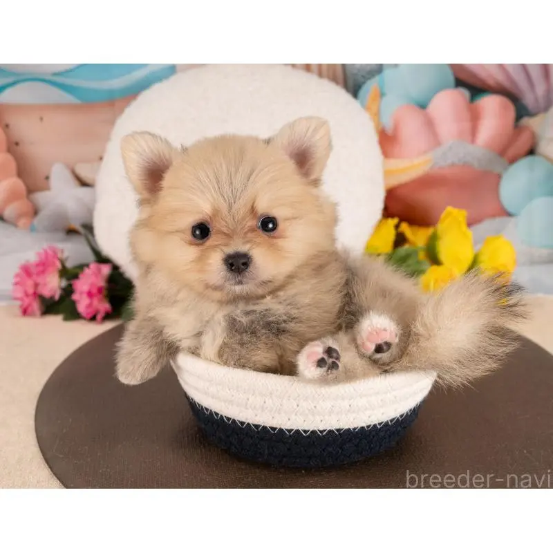 販売中の愛知県のポメラニアン-455754の5枚目