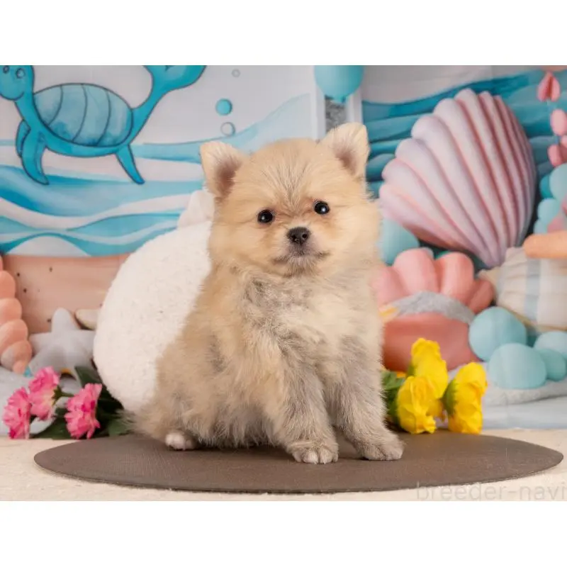 販売中の愛知県のポメラニアン-455754の4枚目