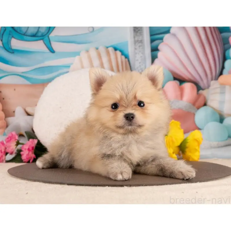 販売中の愛知県のポメラニアン-455754の3枚目