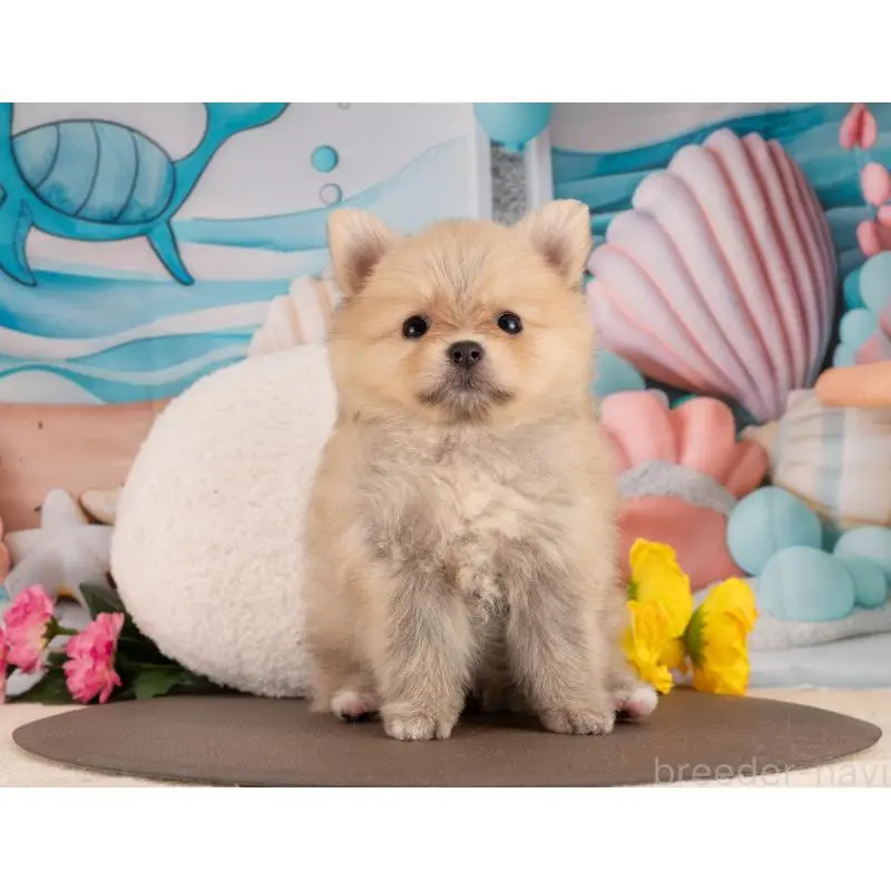 販売中の愛知県のポメラニアン-455754の2枚目