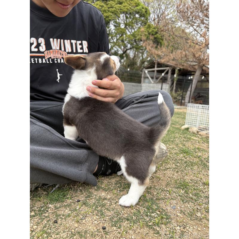 販売中の静岡県のウェルシュコーギーペンブローク-455753の4枚目